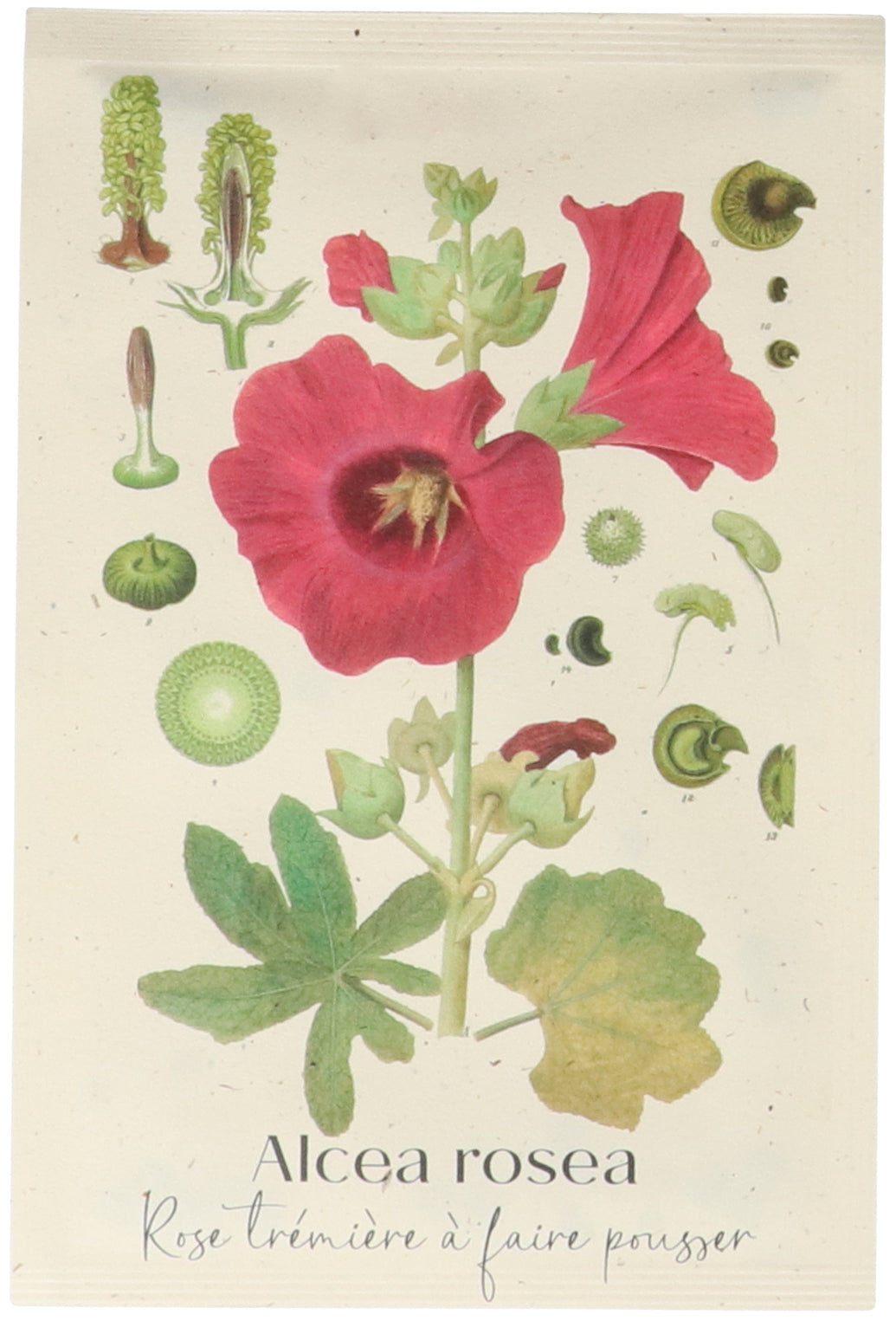 Eco Standard Seed Packet - Tomato Fiber Paper