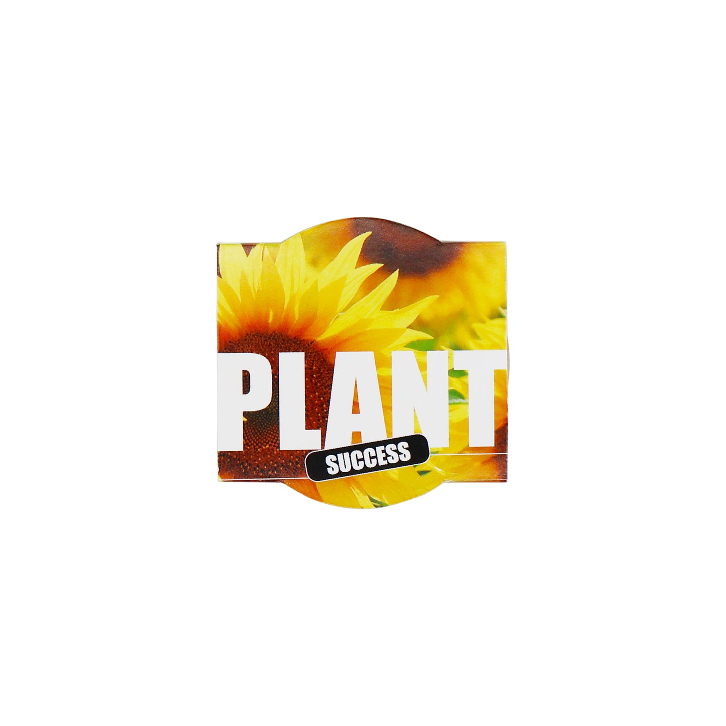 Paper Cup Planting Kit - Plant Success